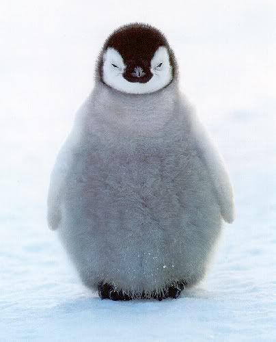 fluff n stuff penguin